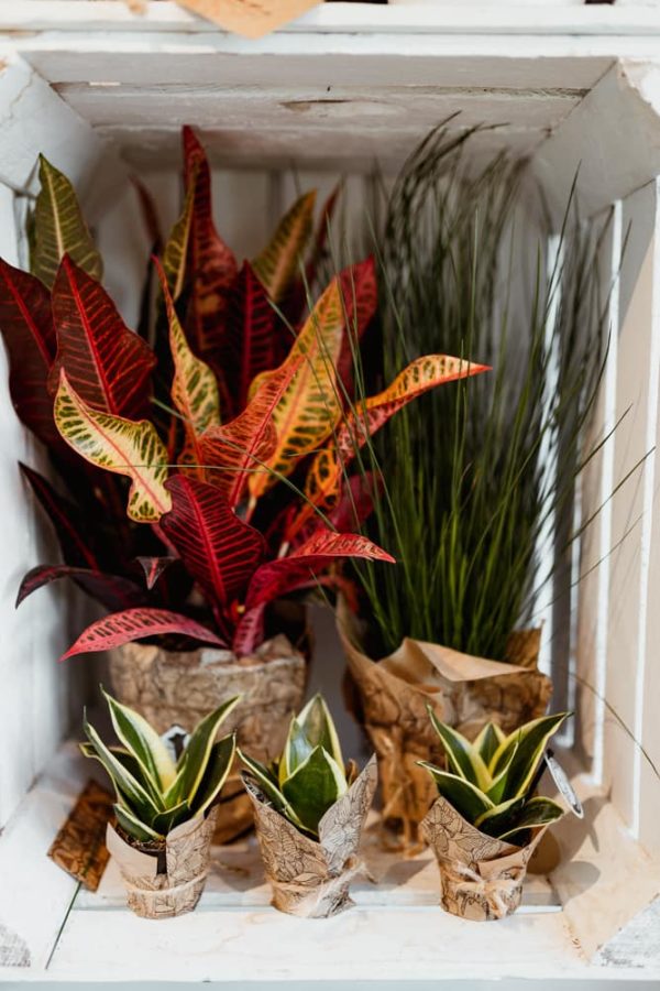 kwiaty-doniczkowe-sansevieria-kroton-kwiaciarnia-badylarz