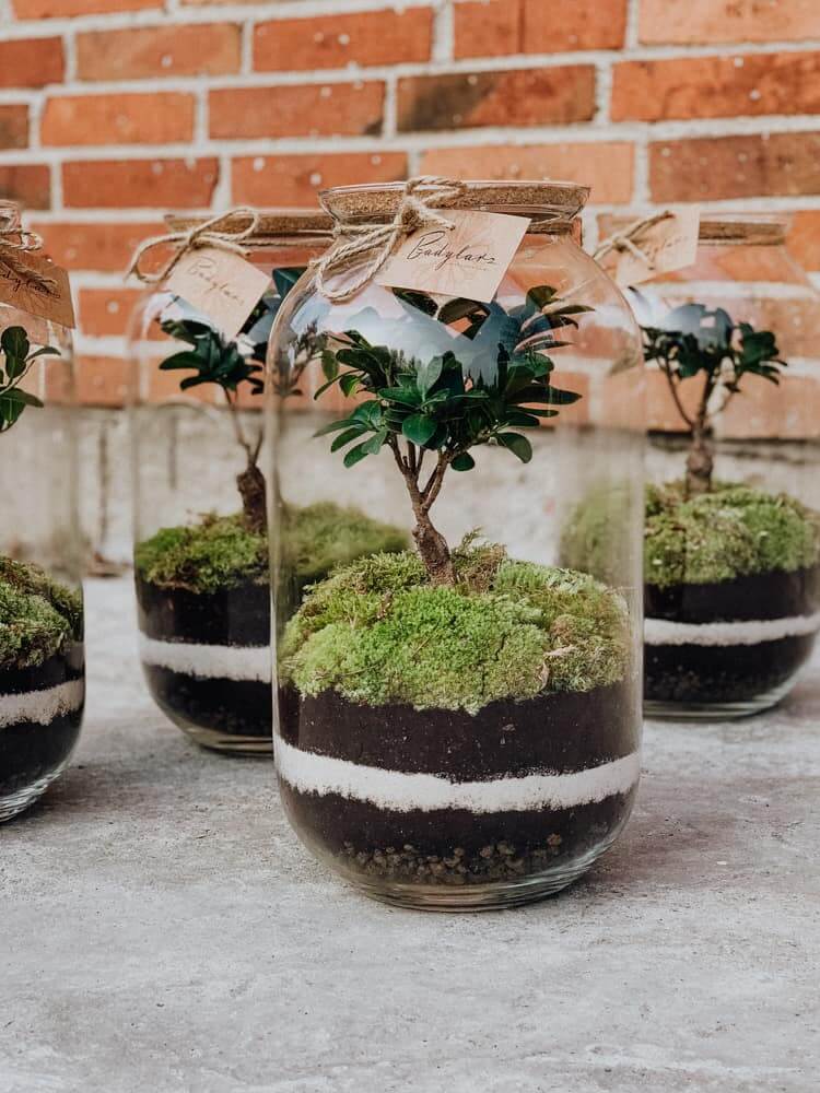 Las w słoju - lasy w szkle z Bonsai