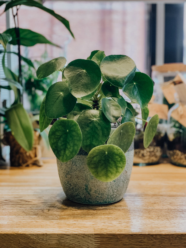 kwiaty-doniczkowe-pilea-pieniazek-kwiaciarnia-badylarz