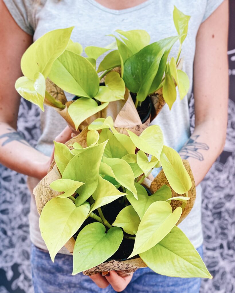 Epipremnum_aureum_Neon