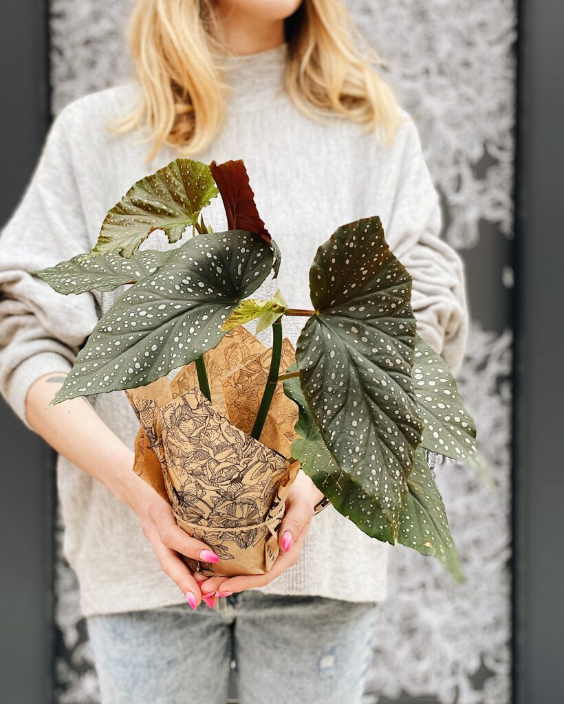 Begonia_Corallina_de_Lucerna