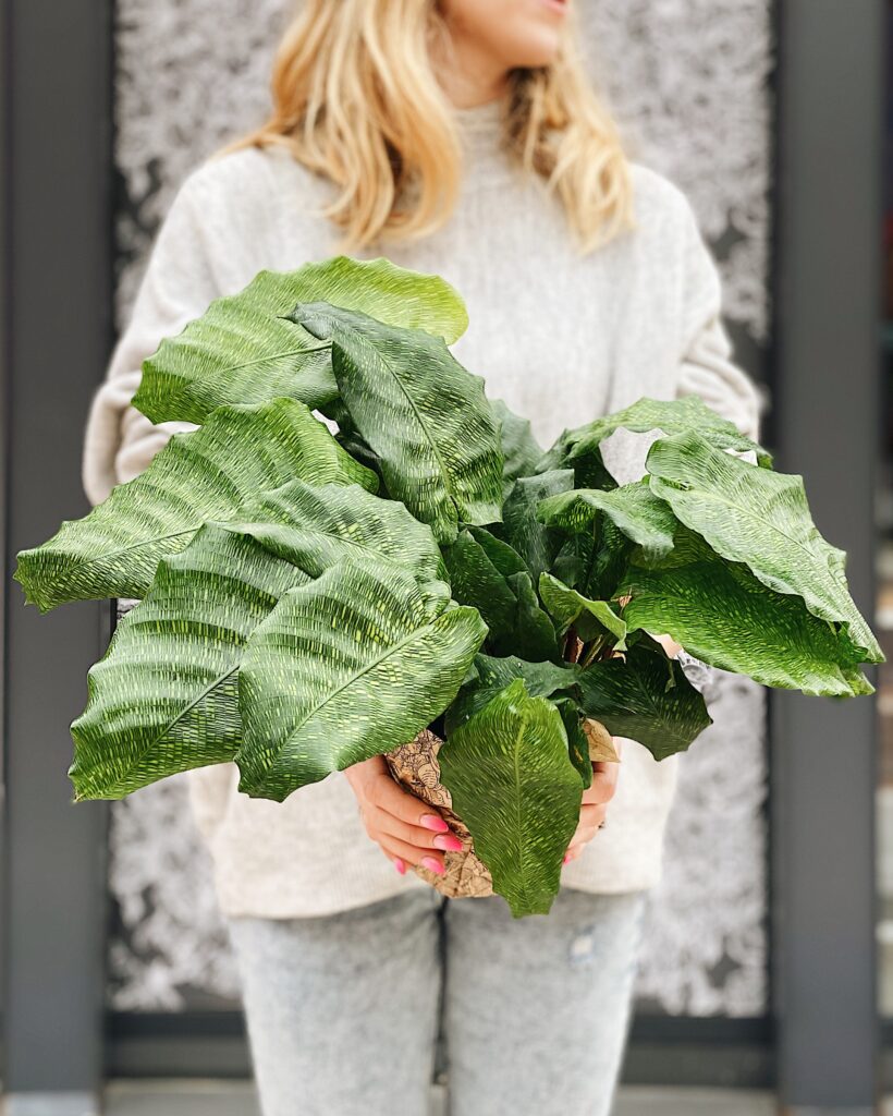 Calathea_musaica_Network