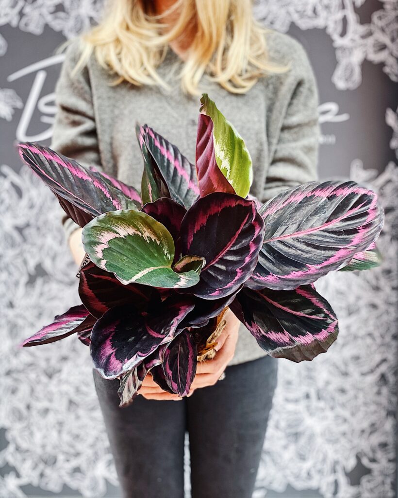 Calathea_roseopicta_Surprisestar