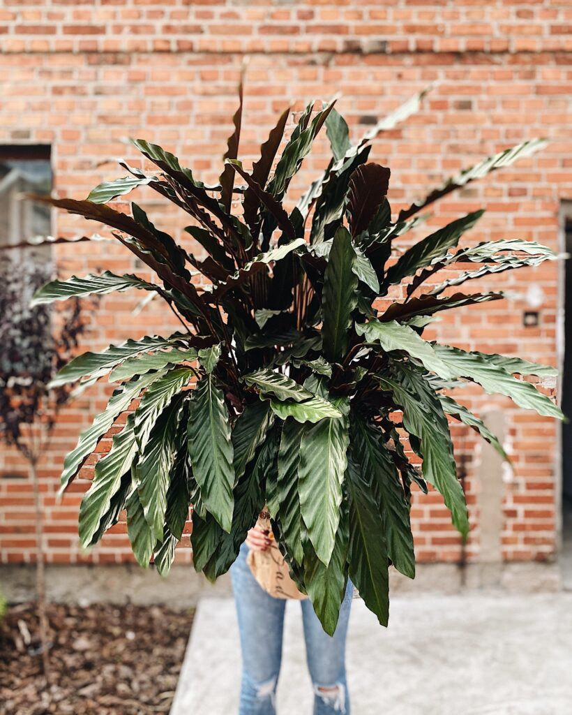 Calathea_rufibarba