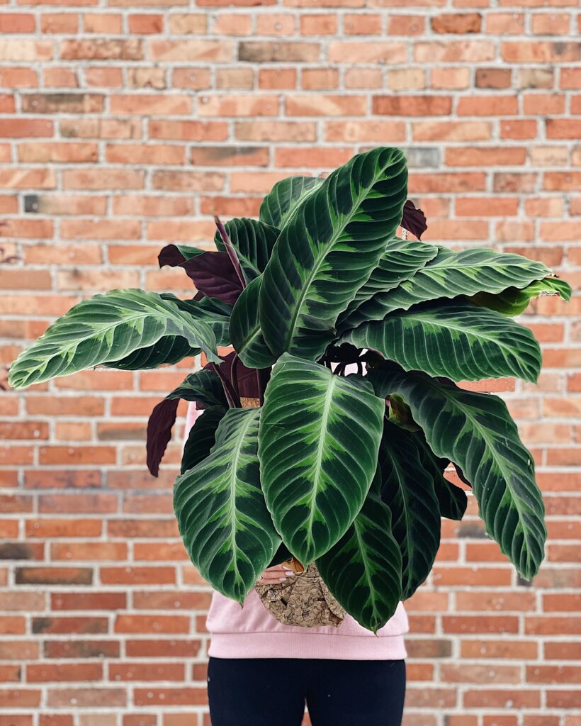 Calathea_warszewiczii