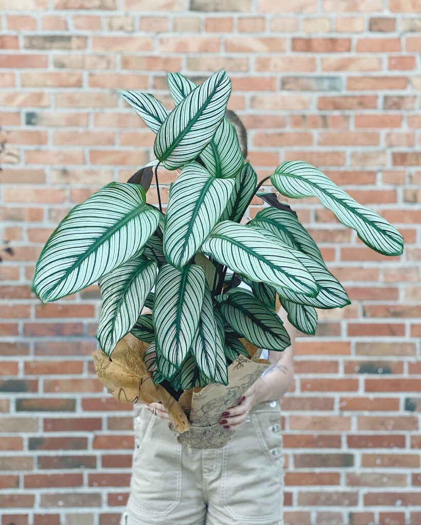 Calathea_majestica_White_Star