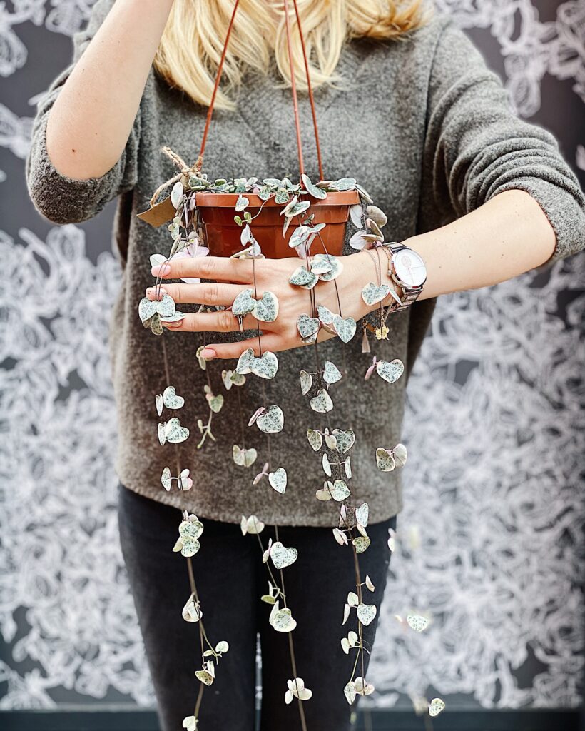 Ceropegia_woodii