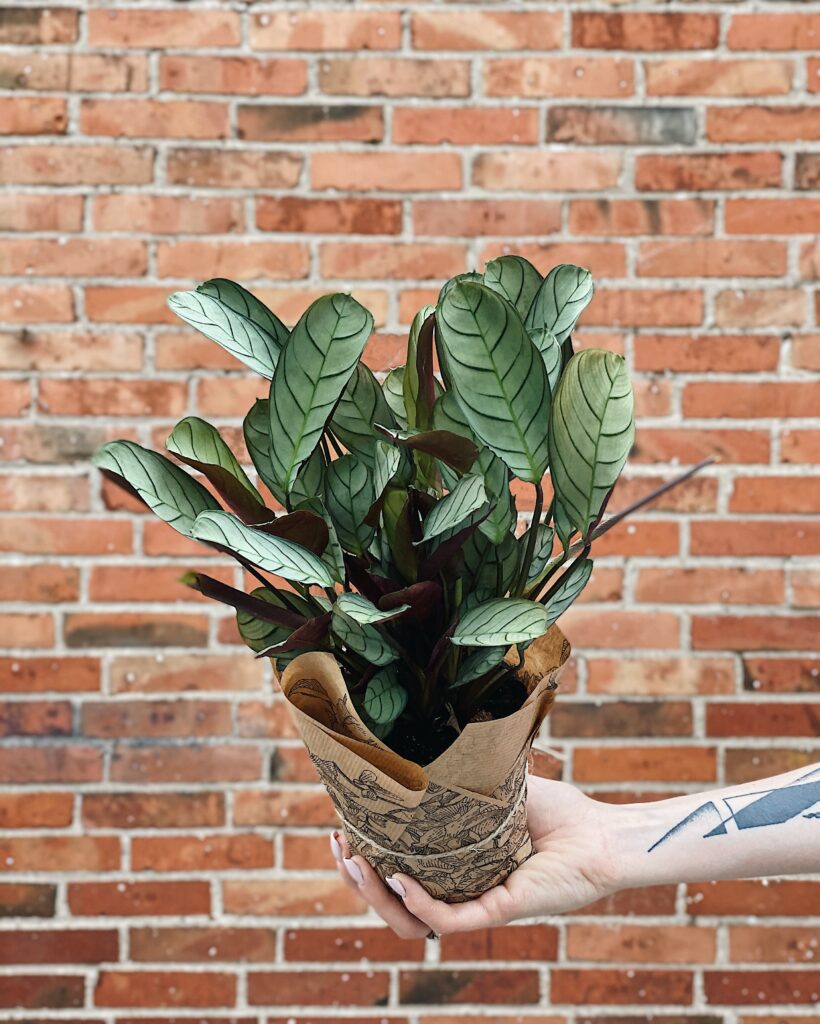 Ctenanthe_burle_marxii_Amagris