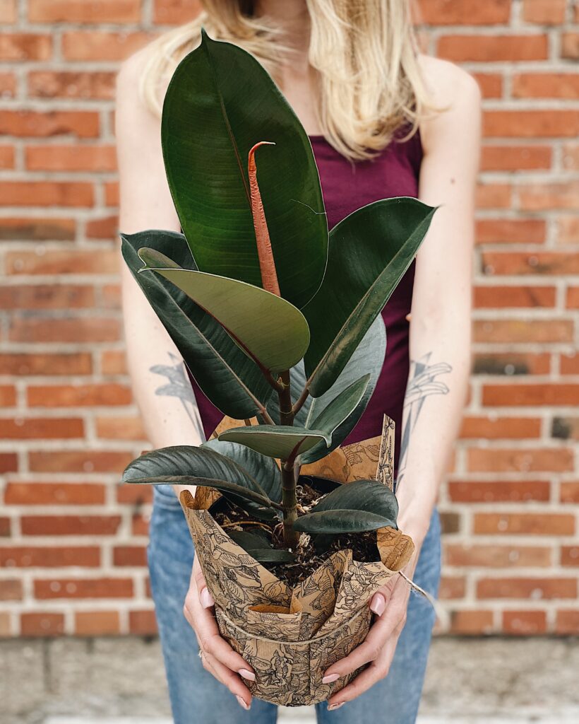 Ficus_elastica