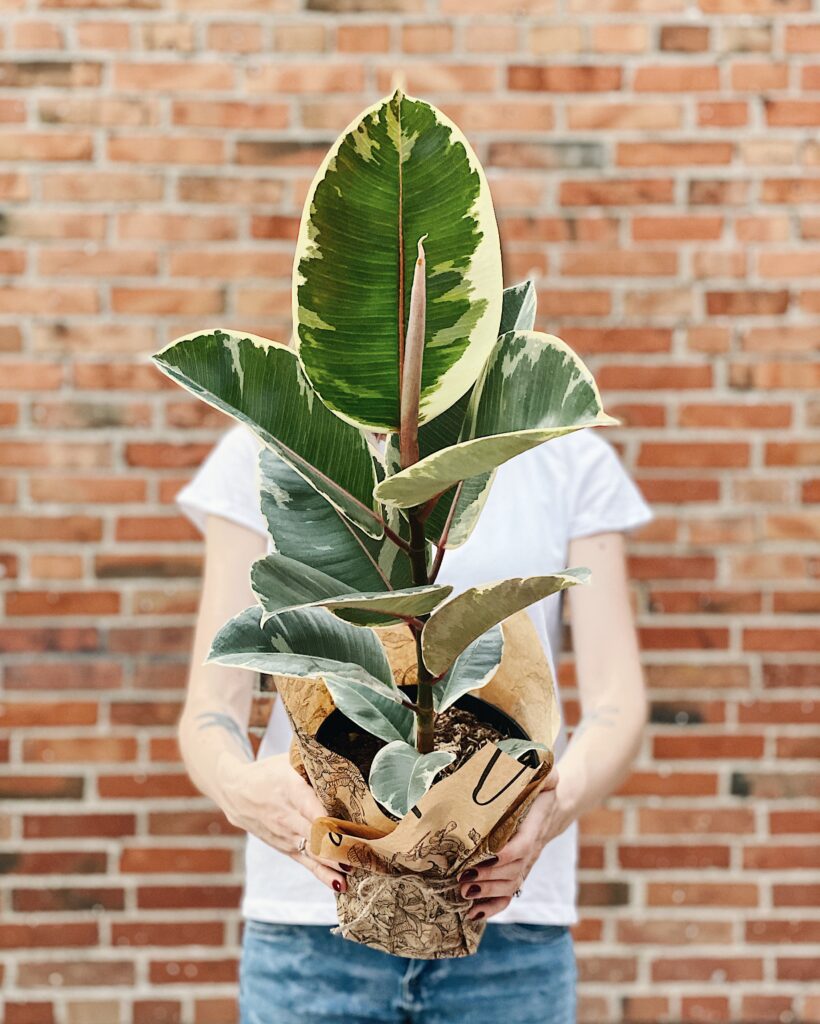 Wysoki_ficus_elastica_tineke