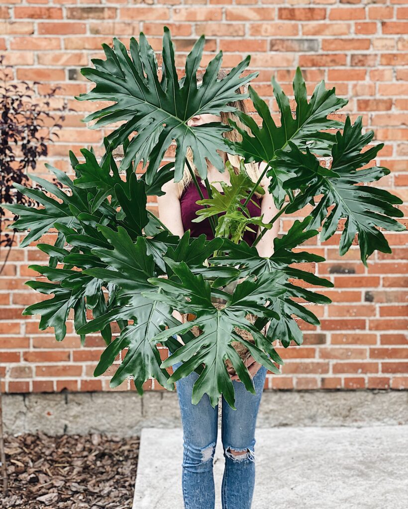 Philodendron_filodendron_bipinnatifidum