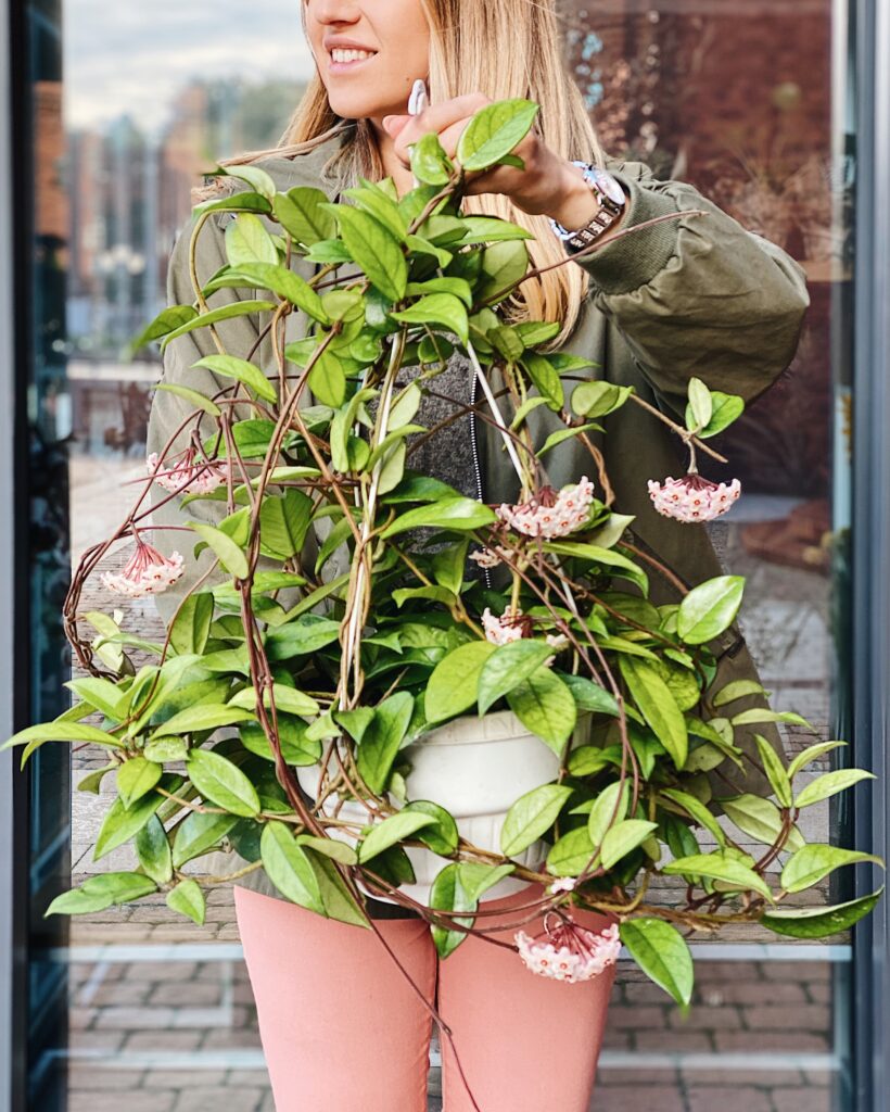 Hoya_carnosa