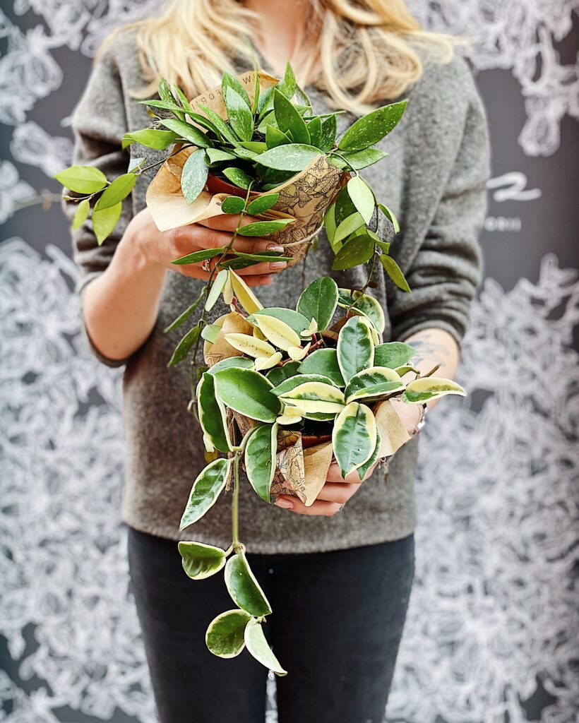 Hoya_carnosa_Albomarginata