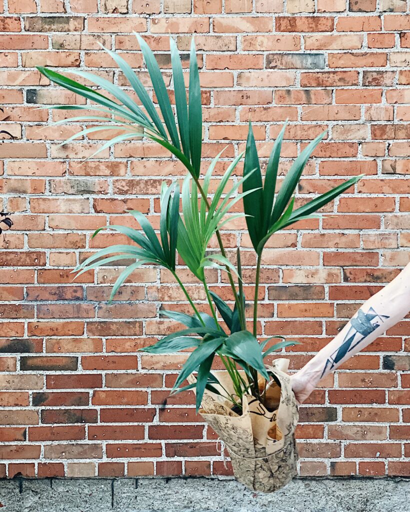 Palma_kencja_kentia_Howea_forsteriana