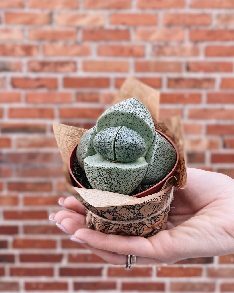 Żywe_kamienie_lithops