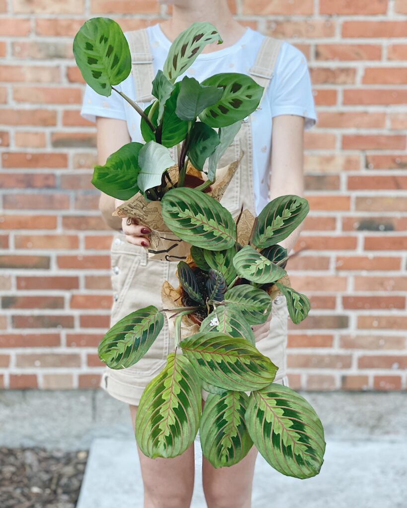 Maranta_leuconeura_fascinator