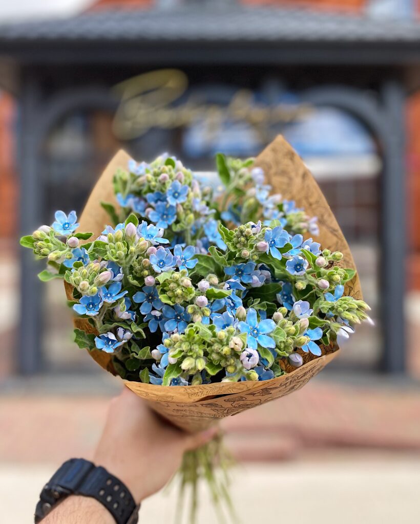 Kwiaty_cięte_oxypetalum