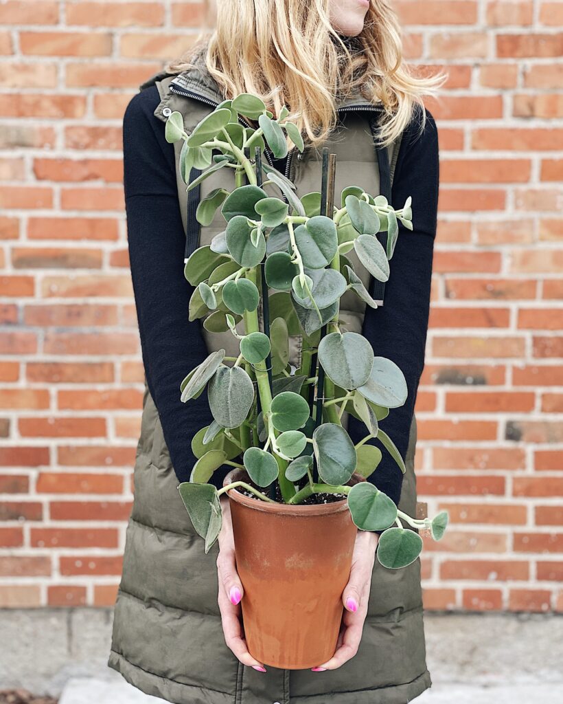 Peperomia_hovaria