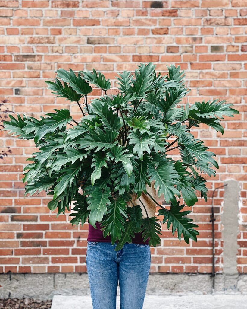 Philodendron_xanadu