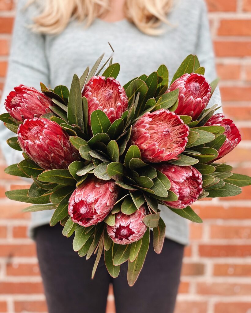 Protea