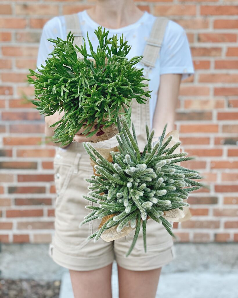 Rhipsalis
