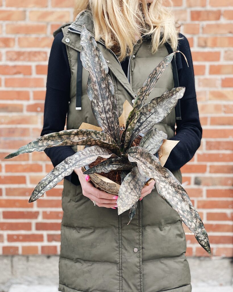 Sansevieria_kirkii_Coppertone
