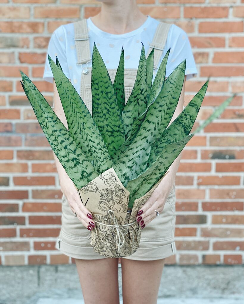 Sansevieria_zeylanica