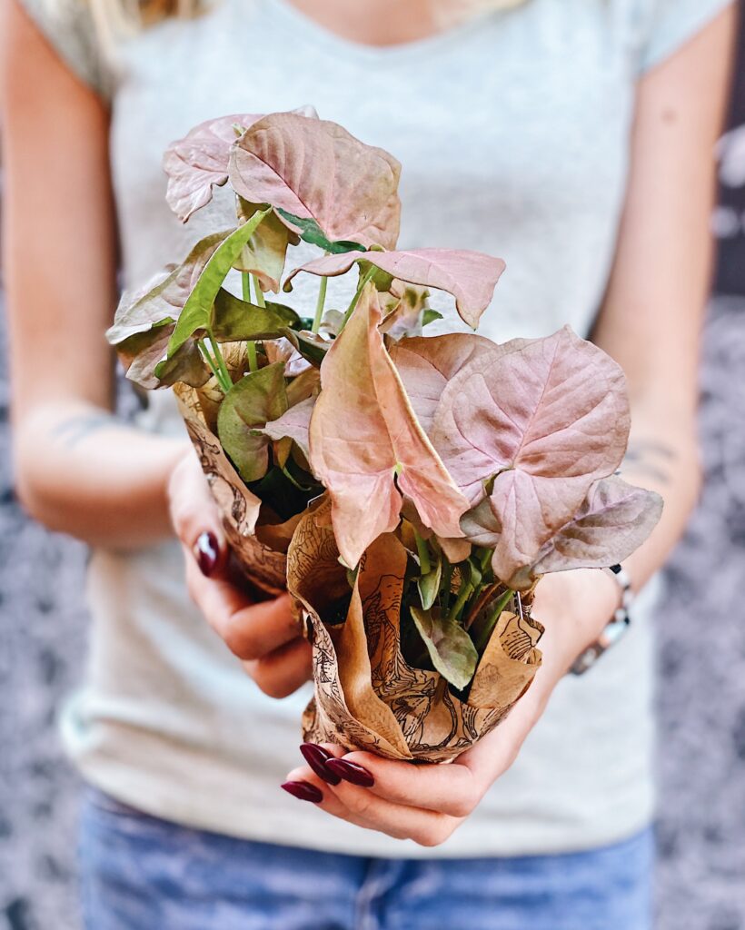 Syngonium_neon_robusta