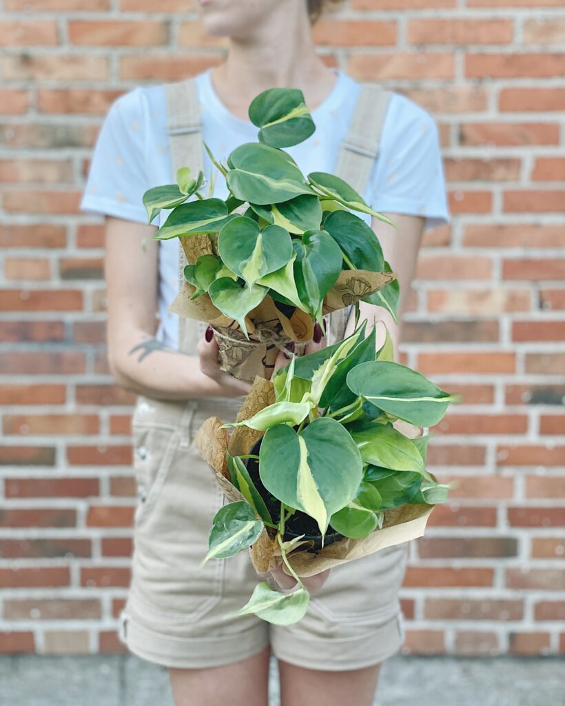 Philodendron_hederaceum_Brasil