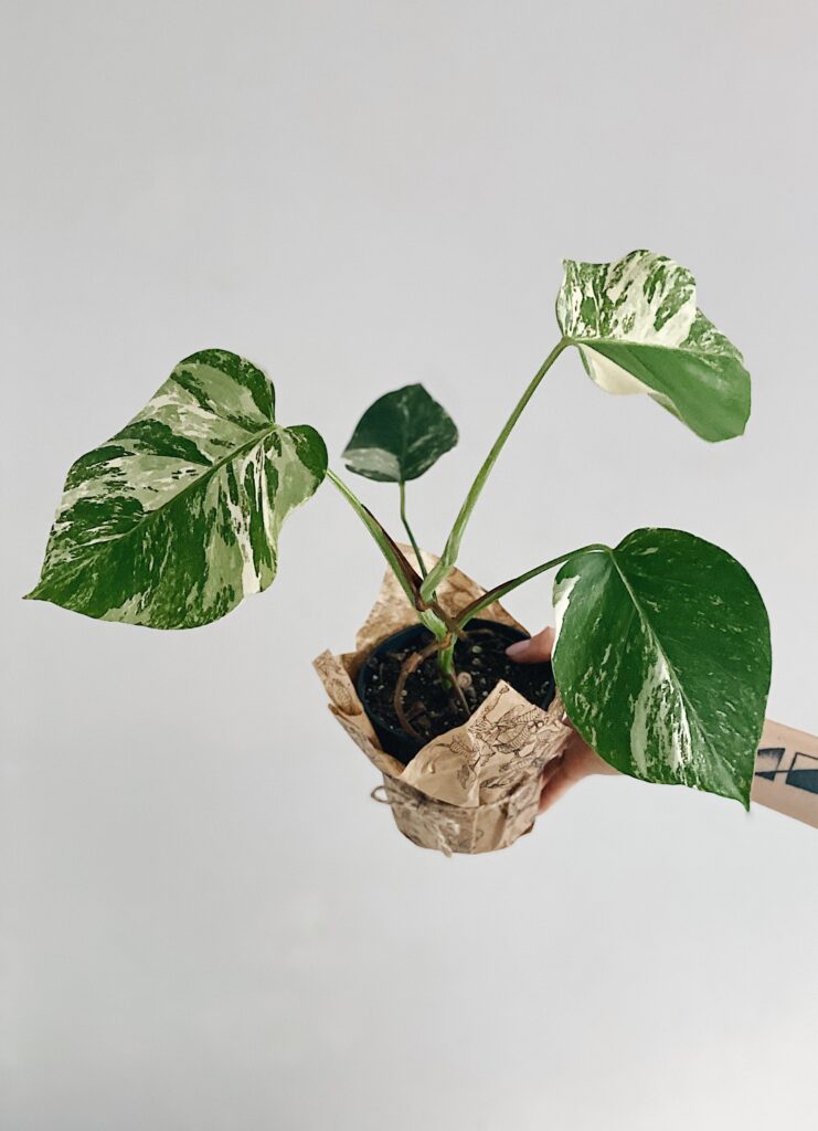 Monstera_Deliciosa_Variegata