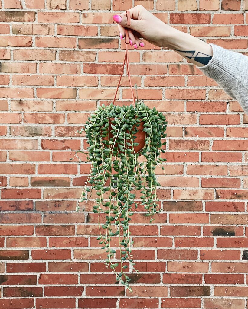 Senecio_herreianus