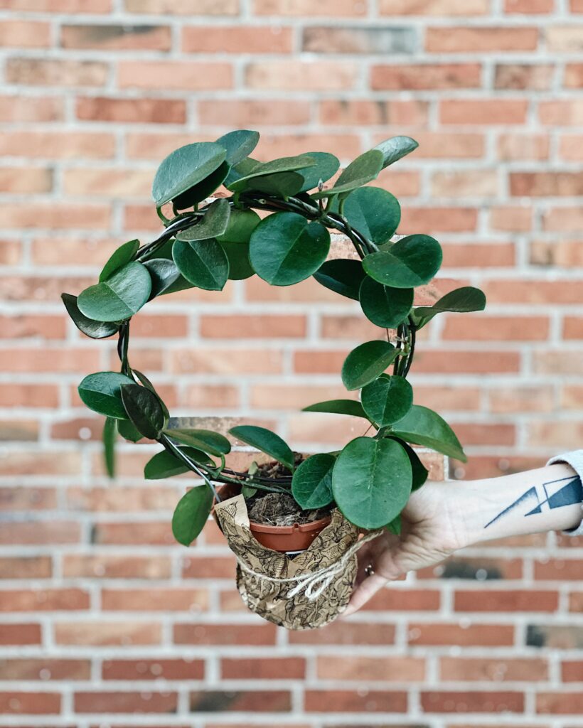 Hoya_Australis