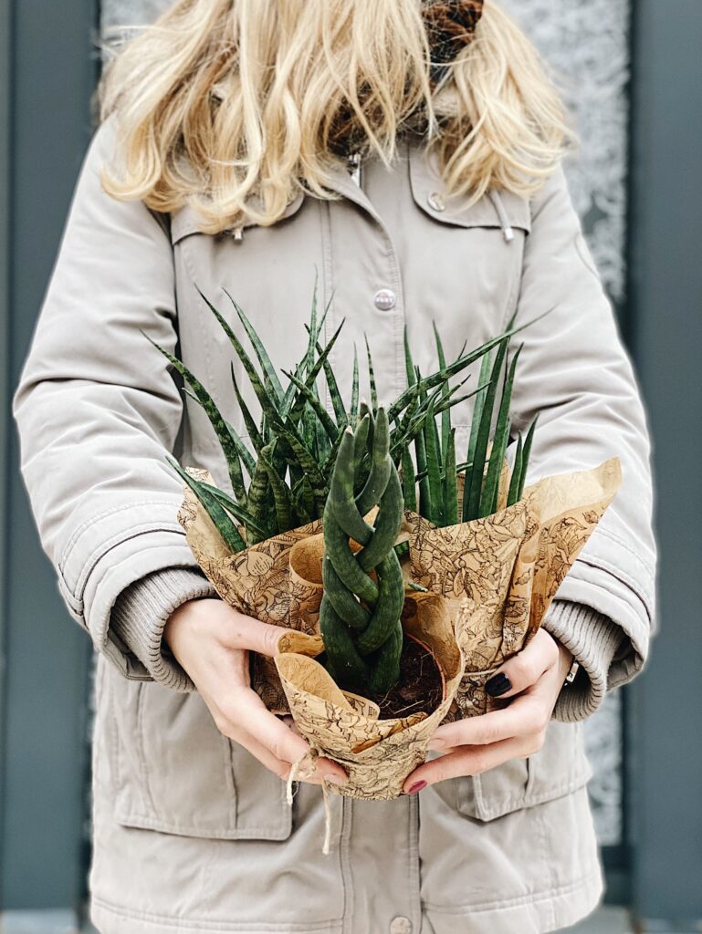 Sansevieria_mix