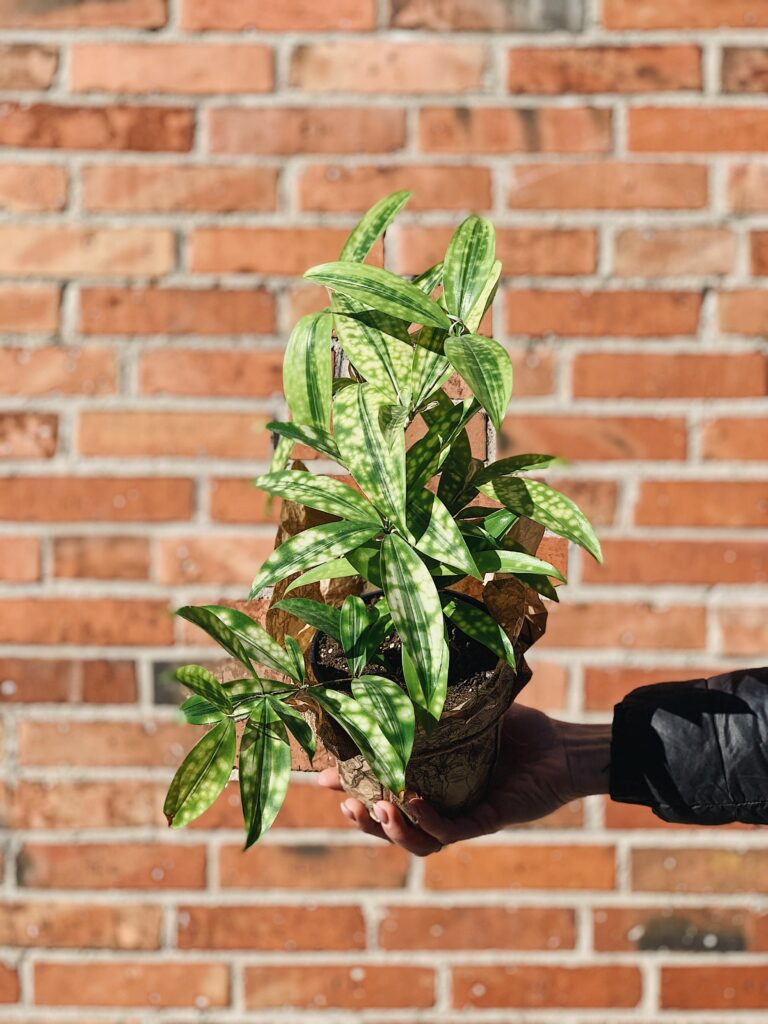 Dracaena_surculosa