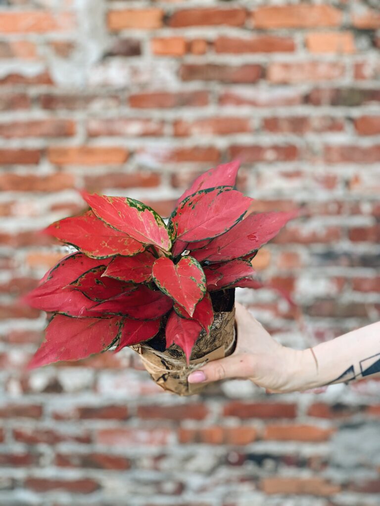 Aglaonema_Red_Star