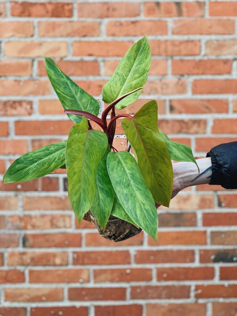 Philodendron_Painted_Lady