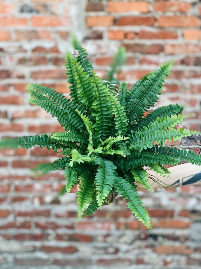 Polypodium