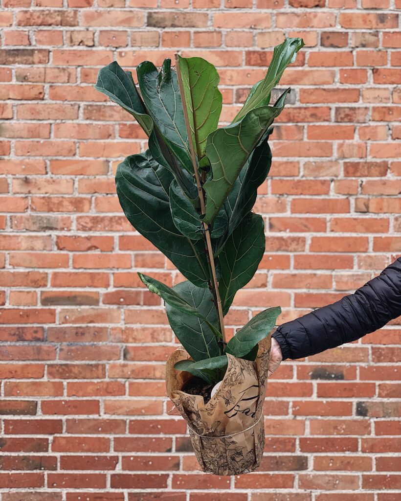 Ficus_Lyrata