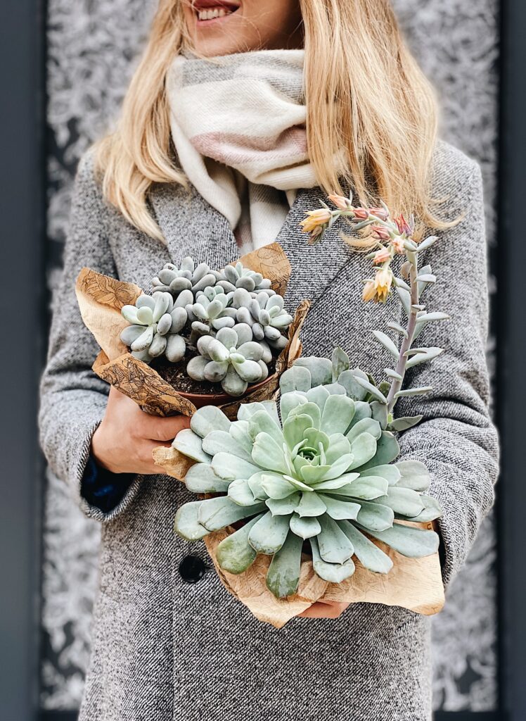 Echeveria_pachyphytum