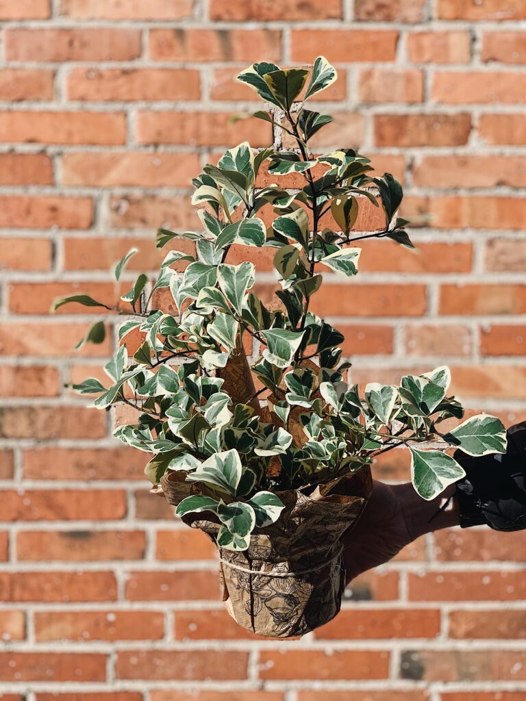 Ficus_triangularis_Sweetheart