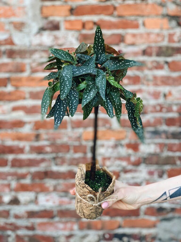 Begonia_Tamaya