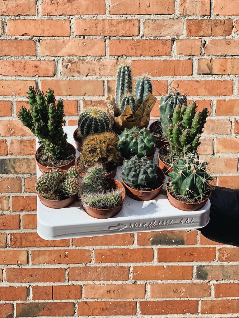 Cactus_mix