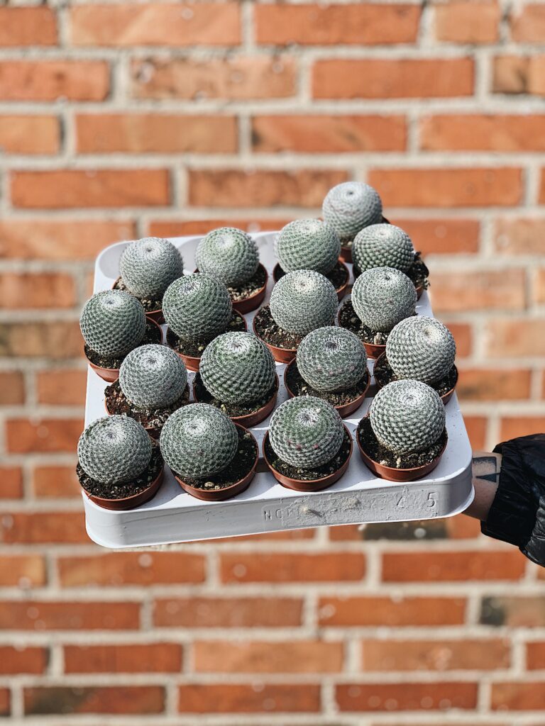 Cactus