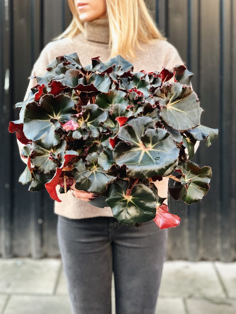 Begonia_Black_Jungle