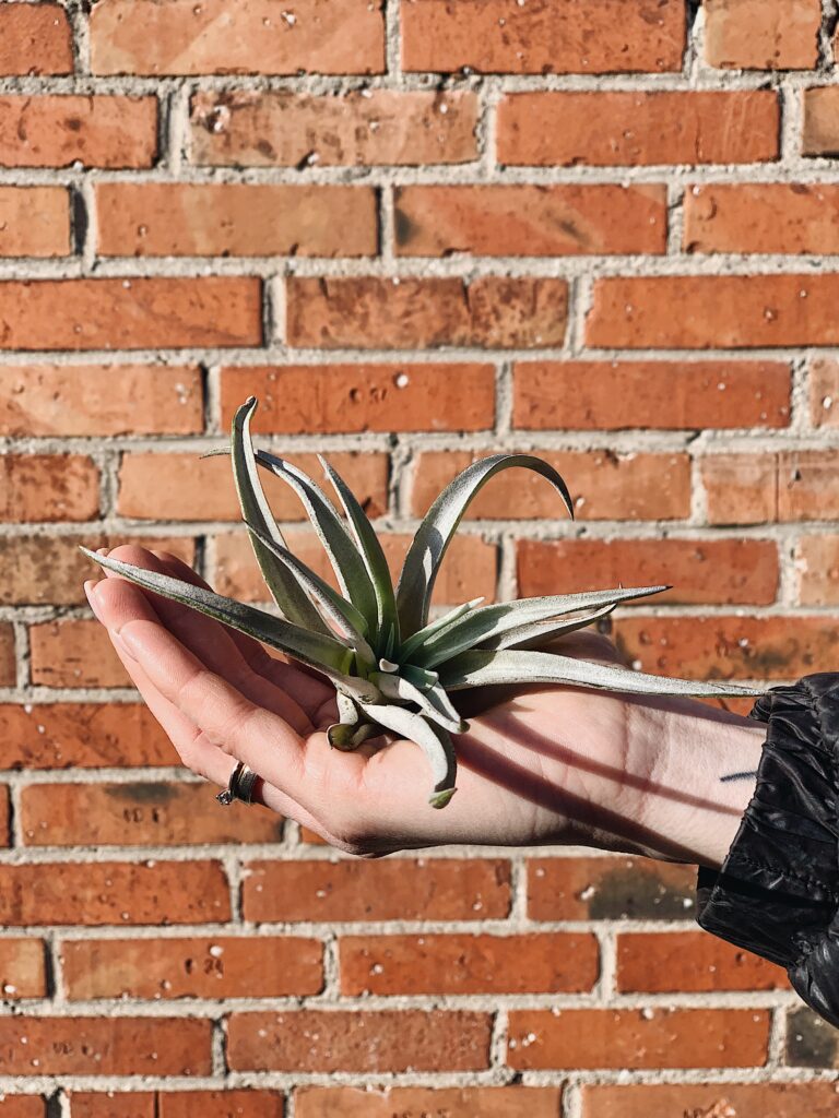 Tillandsia