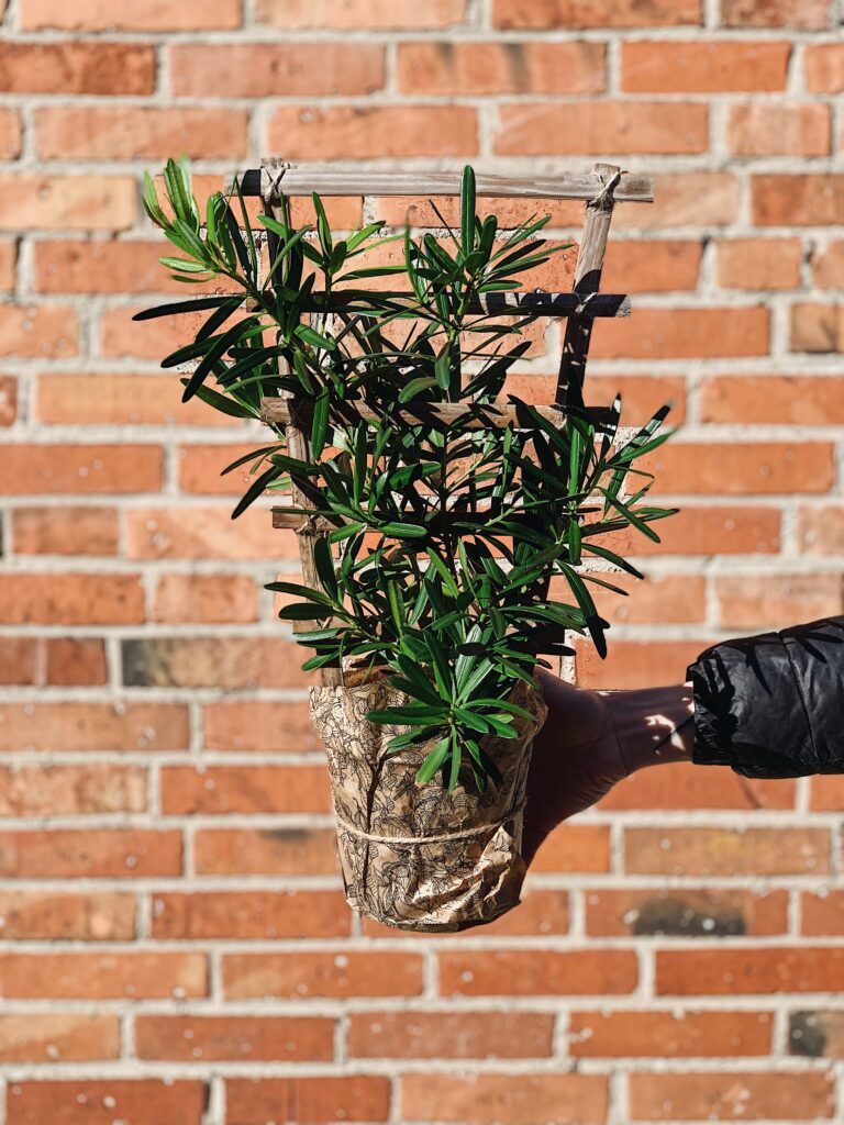 Podocarpus