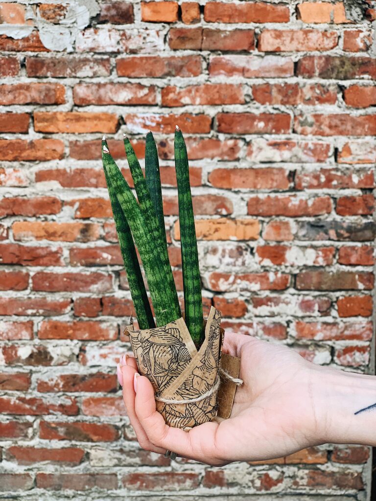 Sansevieria_cylindrica