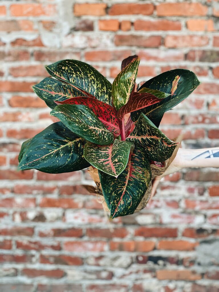 Aglaonema_Prestige