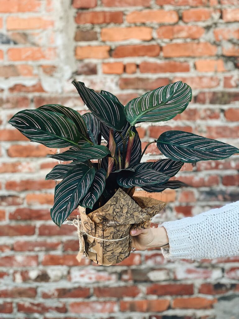 Calathea_sanderiana