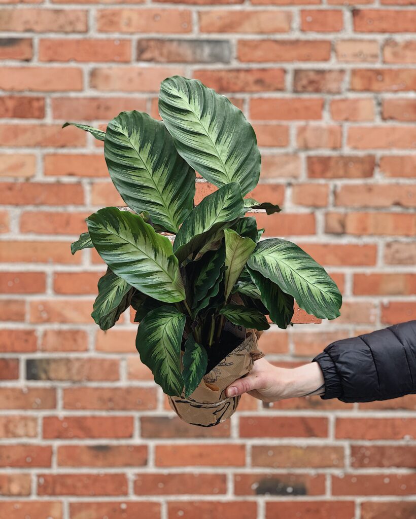 Calathea_Misto
